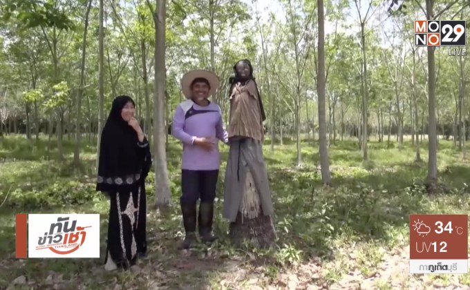 “หุ่นผีกันโจร” ช่วยเฝ้าสวนมะพร้าว