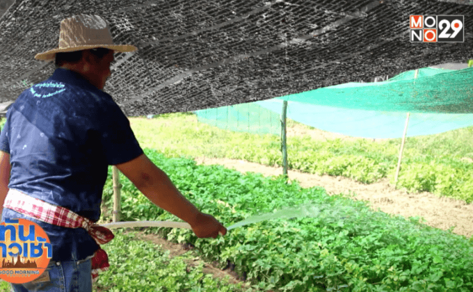 ชีวิตปลอดสารที่บ้านสำโรง