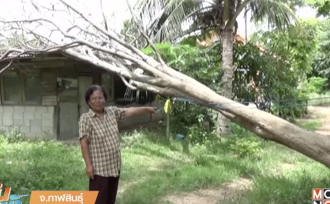 กลัวผิดกฎหมาย ยอมทิ้งบ้าน 3 เดือนหลังต้นพะยูงล้มทับ