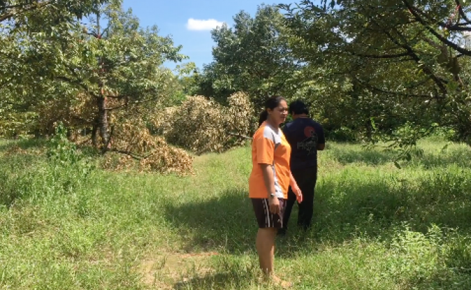 ช้างป่าบุกทำลายต้นทุเรียนเกือบหมดสวน จ.จันทบุรี