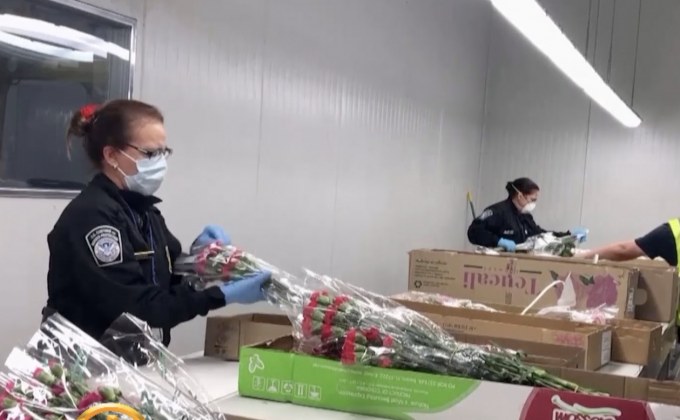 สหรัฐฯ นำเข้ากุหลาบมหาศาลรับวาเลนไทน์