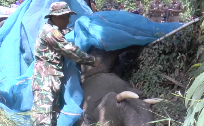 ไฟฟ้าช็อตช้างล้มตัวที่ 3 ในรอบ 6 เดือน จ.ฉะเชิงเทรา