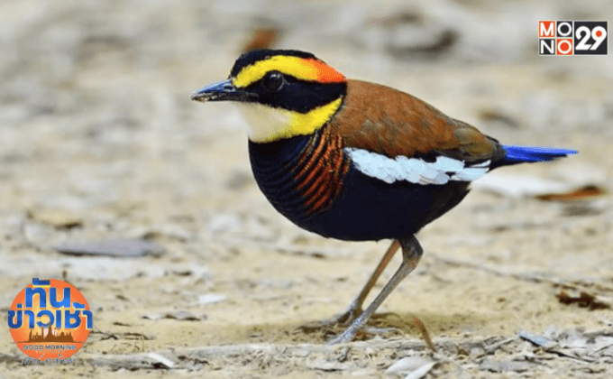 “นกแต้วแล้วท้องดำ“ ถูกขึ้นเป็นสัตว์ป่าสงวนปี 2535