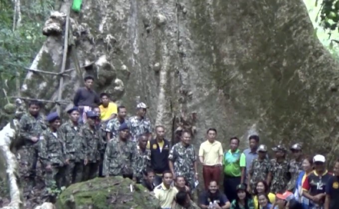 พบต้นไม้ยักษ์ ขนาด 40 คนโอบ จ.ตรัง