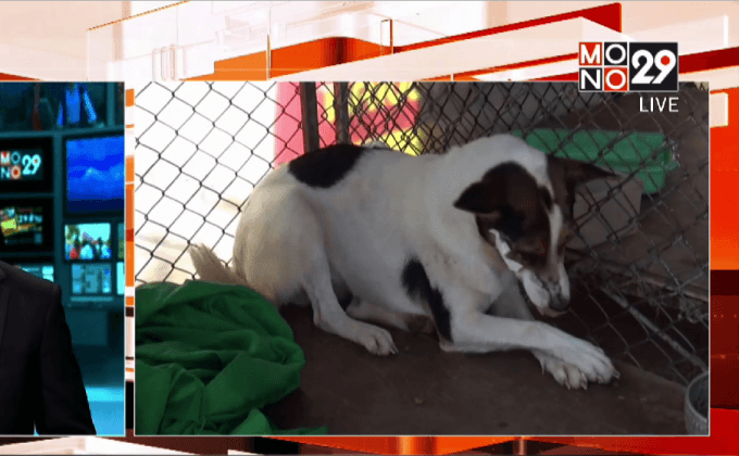 แจ้งความสุนัขถูกยิงจนตาบอด