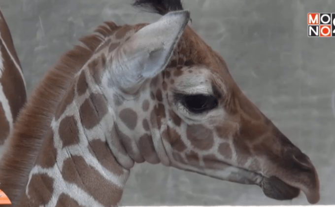 เปิดตัว“ลูกยีราฟ”พันธุ์หายากที่เชียงใหม่