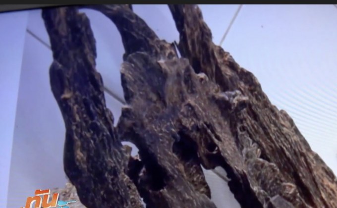 แจ้งความเอาผิด จนท.ป่าไม้ลอบเปลี่ยนของกลาง