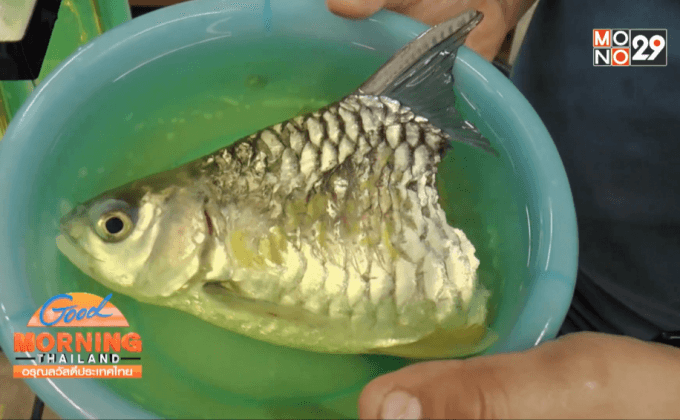 ปลาพิการ สร้างแรงใจผู้สิ้นหวัง