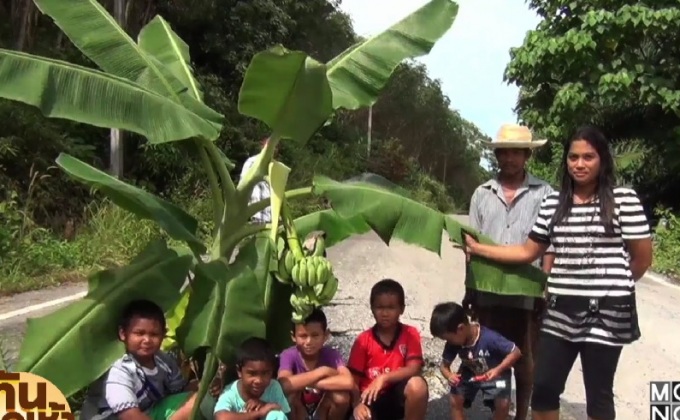 ปลูกกล้วยประชด กลางถนนพัง จนกล้วยออกลูกใกล้สุก