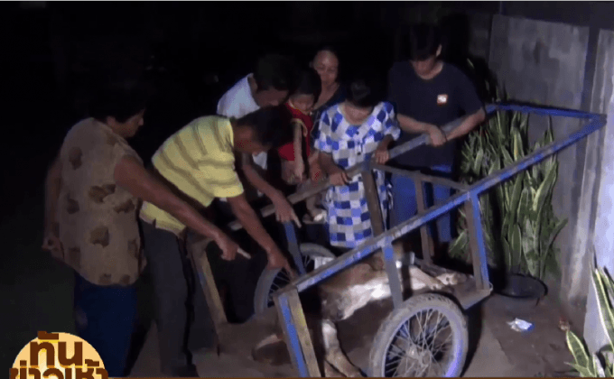 ปศุสัตว์ลำปาง ลงพื้นที่ตรวจสอบ หลังชาวบ้านอ้างผีกระสือควักไส้ลูกวัว