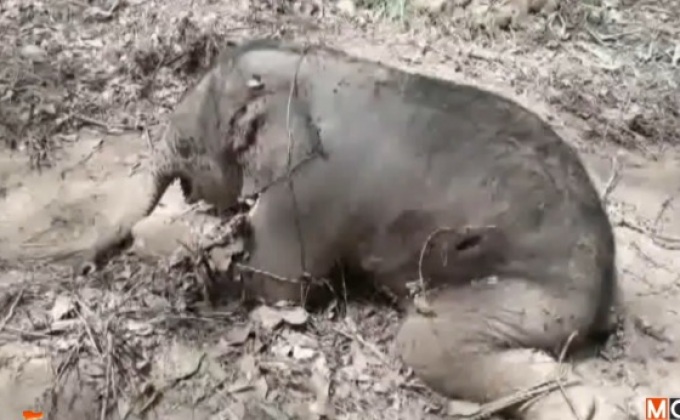 ผ่าพิสูจน์ลูกช้างป่าตายไม่พบกระสุนฝังอยู่