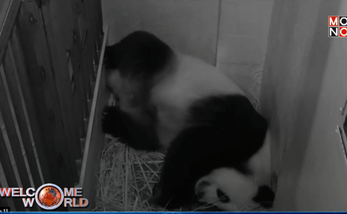 แพนด้าในสหรัฐฯ ให้กำเนิดลูกแฝด