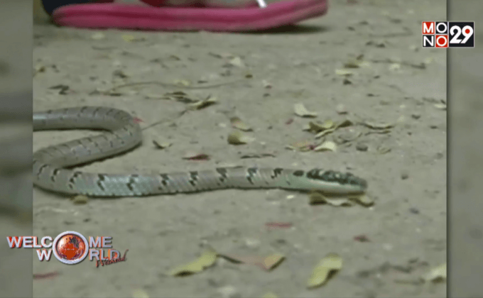 ชาวบ้านในอินเดียแตกตื่นพบ “งูบินได้”