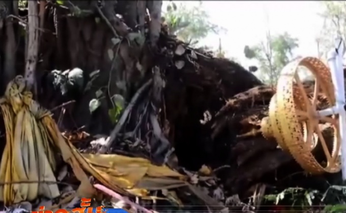 ต้นโพธิ์ใหญ่ล้มทับร้านอาหารพังเจ็บ 3 คน