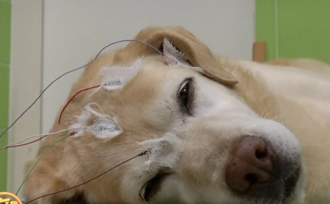 สมองสุนัขมีการเรียนรู้ขณะหลับ