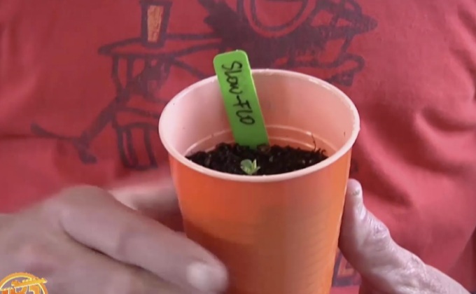 ชาวสวนสหรัฐฯ “ทำไร่องุ่นควบคู่กัญชา”