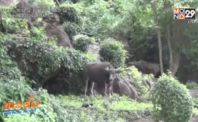 ควายไล่ขวิดคนในเขตชุมชน จ.พัทลุง