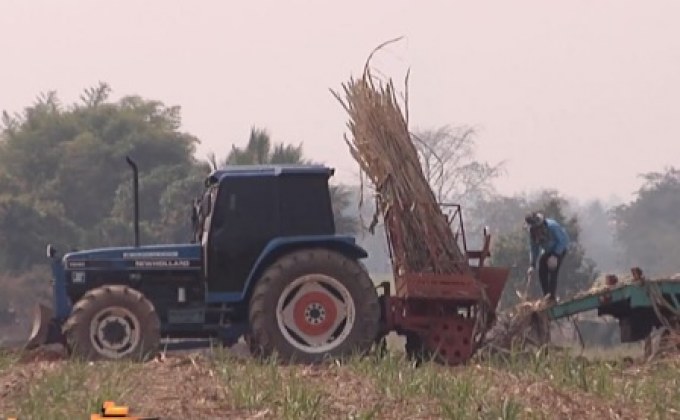 ชาวไร่อ้อยร้องผลักดันราคาอ้อย 1,000 บาทต่อตัน