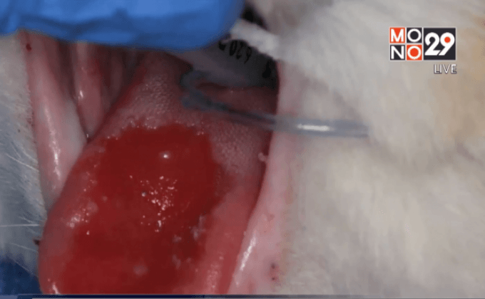 สเต็มเซลล์รักษาโรคช่องปากอักเสบแมว