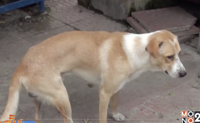 แจ้งความเอาผิดเจ้าของหลังสุนัขกัดเด็ก 5 ขวบ