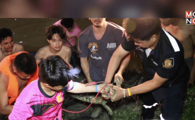 กู้ภัย จ. สุพรรณบุรีจับจระเข้