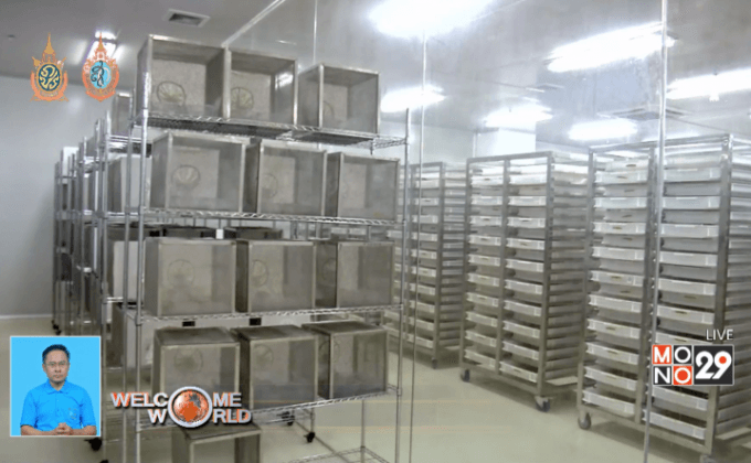 โรงเพาะพันธุ์ยุงเพื่อยับยั้งการเป็นพาหะโรค