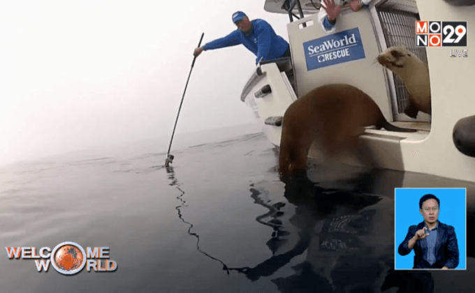 ปล่อยลูกแมวน้ำกลับสู่ทะเล