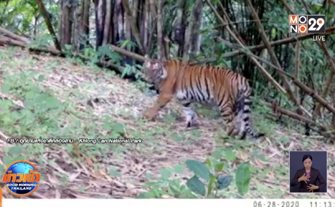 พบ “เสือโคร่ง” กล้องกับดักใน อช.คลองลาน