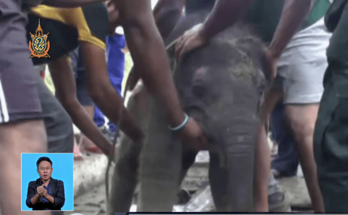 ช่วยชีวิตลูกช้างตกท่อในศรีลังกา