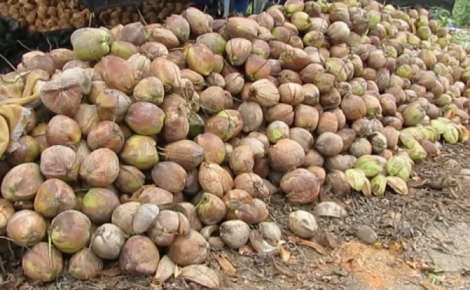 ผู้ประกอบการห่วงอีก 2 เดือนมะพร้าวขาดตลาด