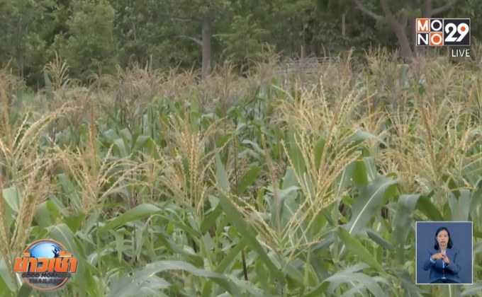 เกษตรกรข้าวโพดขอนแก่นประสบภัยแล้ง