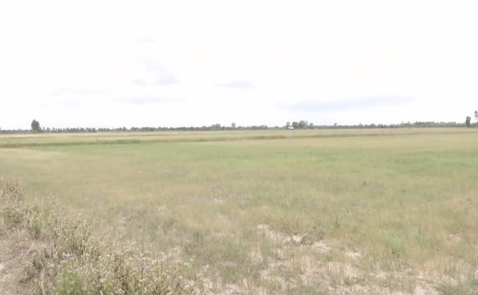 ภัยแล้งกระทบผลผลิตข้าวหอมมะลิลดลง 40 %