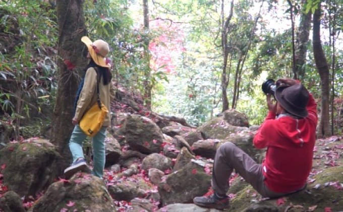 เมเปิลผลัดใบสีแดงบนเขตรักษาพันธุ์สัตว์ป่าภูหลวง