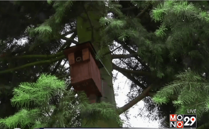 ตามติดชีวิตในรังนกแบบออนไลน์