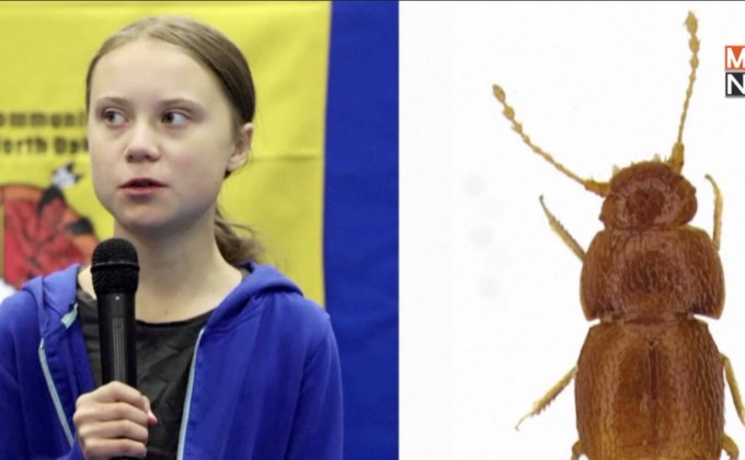 แมลงพันธุ์ใหม่ตั้งชื่อตาม “เกรตา ธุนเบิร์ก”