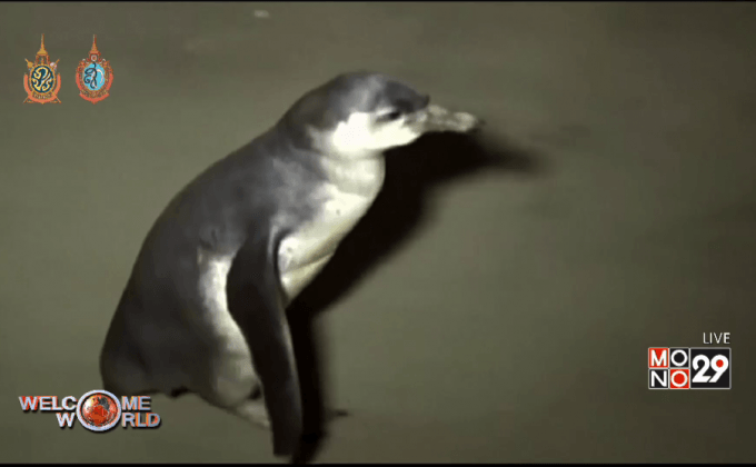 เพนกวินหลงเข้าบ้านคนในเปรู