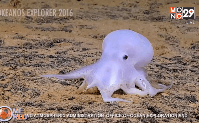 ปลาหมึกยักษ์สายพันธุ์ใหม่ใน สหรัฐฯ