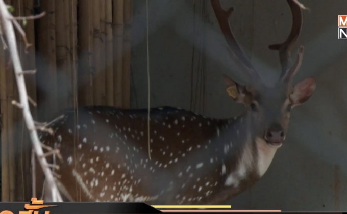 สั่งปิดสวนสัตว์ทั่วประเทศ 14 วัน