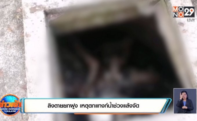 ลิงตายยกฝูง เหตุตกแทงก์น้ำช่วงแล้งจัด