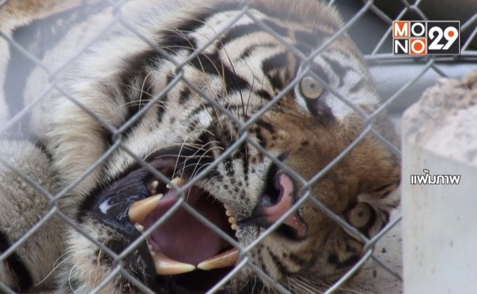 “เสือโคร่ง” ของกลางวัดป่าหลวงตาบัวป่วยตาย 86 ตัว