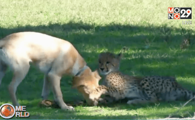 คู่หูคู่ใหม่ในสวนสัตว์เมโทรริชมอนด์