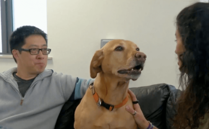 สุนัขสามารถรับรู้อารมณ์ของมนุษย์ได้