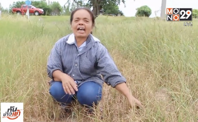 จ.นครสวรรค์ เผชิญภัยแล้ง ข้าวยืนต้นตายกว่า 2หมื่นไร่