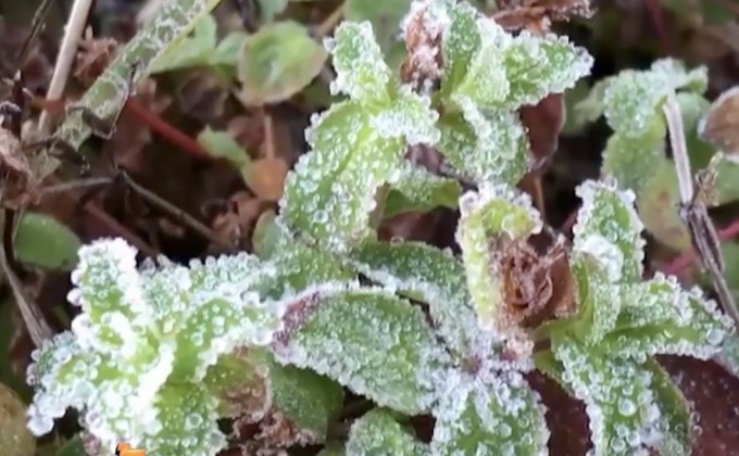 “เหมยขาบ” บนยอดดอยอินทนนท์