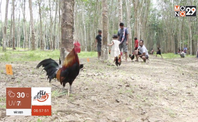 แข่งขันพันธุ์ไก่แจ้อนุรักษ์กีฬาพื้นบ้าน