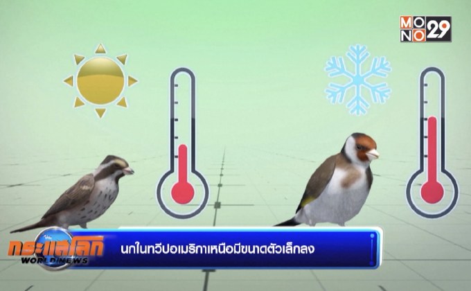 นกในทวีปอเมริกาเหนือมีขนาดตัวเล็กลง