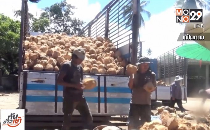 เสนอขึ้นบัญชี ‘มะพร้าว’ เป็นสินค้าควบคุม