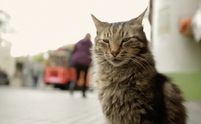 สารคดีตามติดชีวิตแมวในอิสตันบูล