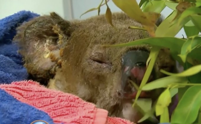 “โคอาลา”หนีไฟป่าปลอดภัยแล้ว ได้ชื่อใหม่ “ลูอิส”