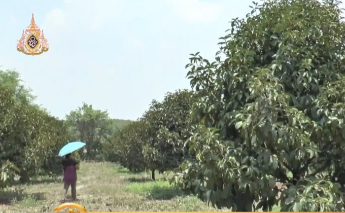 เปิดสวนผลไม้ให้ท่องเที่ยวเชิงเกษตร